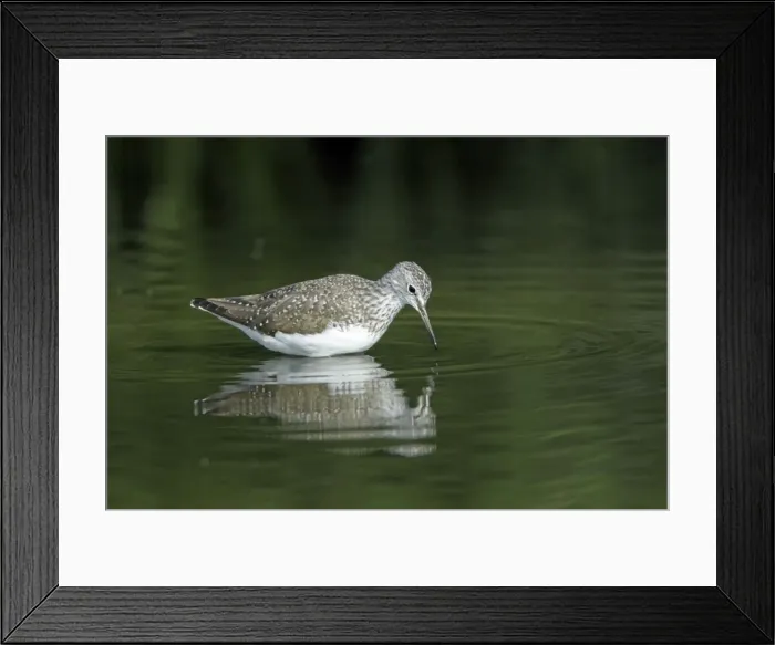 Framed Print : Green Sandpiper - searching for food in river, Alentejo region, Portugal