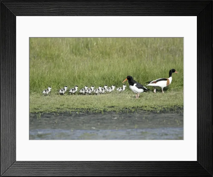 Framed Print : Oystercatcher - watching Shelduck (Tadorna tadorna) family passing through its breeding territory, Island of Texel, Holland Framed Print : Oystercatcher - watching Shelduck (Tadorna tadorna) family passing through its breeding territory, Island of Texel, Holland