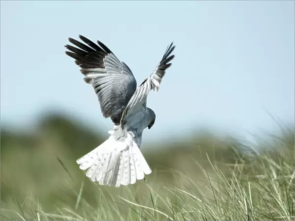 Hen Harrier - male in flight hunting, hovering low over the ground, Island of Texel, Holland