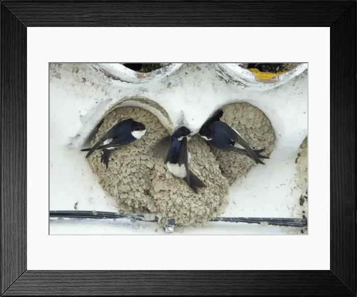 Framed Print : House Martins - 3 birds squabbling over nesting rights, Alentejo region, Portugal Framed Print : House Martins - 3 birds squabbling over nesting rights, Alentejo region, Portugal
