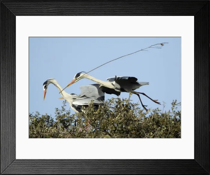 Framed Print : Grey Heron - in flight, about to land at nest with nest material, being greeted by partner, Alentejo region, Portugal Framed Print : Grey Heron - in flight, about to land at nest with nest material, being greeted by partner, Alentejo region, Portugal
