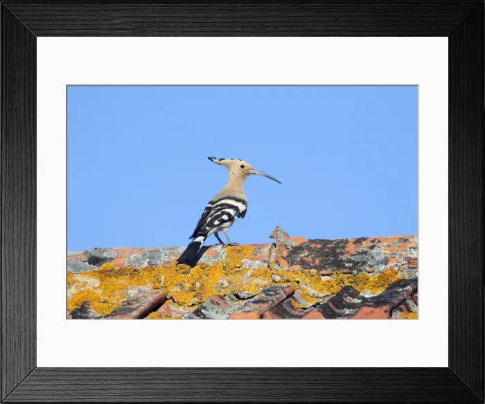 Framed Print : Hoopoe - in flight, returning to nest with food in beak, Alentejo region, Portugal Framed Print : Hoopoe - in flight, returning to nest with food in beak, Alentejo region, Portugal