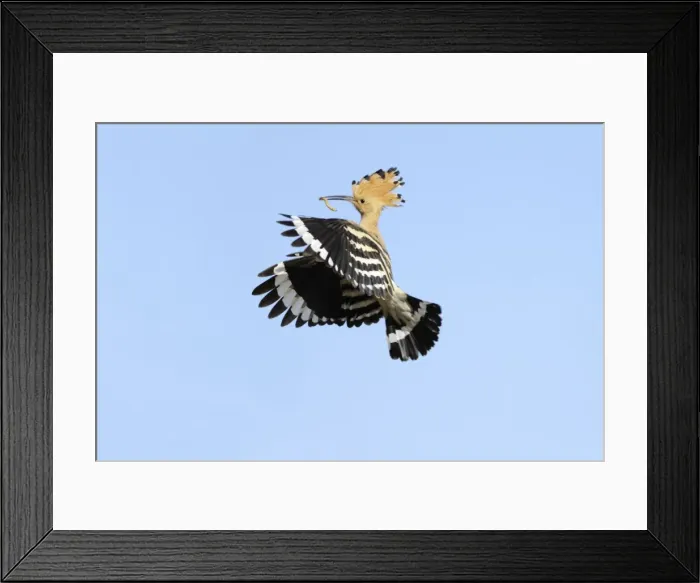 Framed Print : Hoopoe - in flight, returning to nest with food in beak, Alentejo region, Portugal Framed Print : Hoopoe - in flight, returning to nest with food in beak, Alentejo region, Portugal