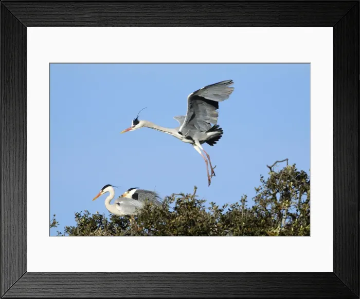 Framed Print : Grey Heron - in flight, about to land at nest, Alentejo region, Portugal Framed Print : Grey Heron - in flight, about to land at nest, Alentejo region, Portugal