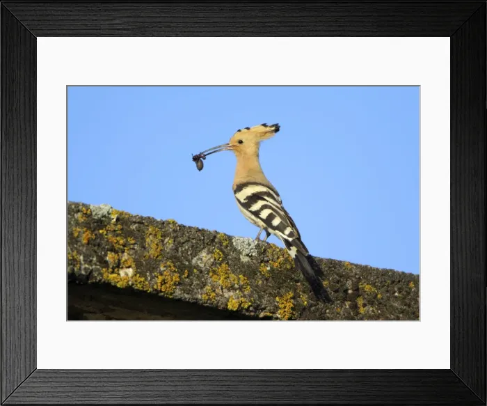 Framed Print : Hoopoe - perched on roof with caught spider in beak, Alentejo region, Portugal Framed Print : Hoopoe - perched on roof with caught spider in beak, Alentejo region, Portugal