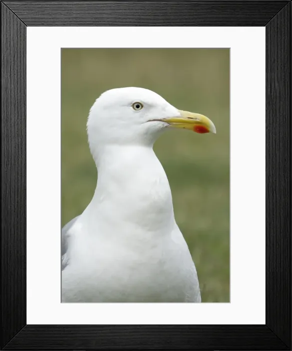 Framed Print : Herring Gull - showing red spot on bill, Island of Texel, Holland Framed Print : Herring Gull - showing red spot on bill, Island of Texel, Holland