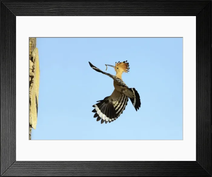 Framed Print : Hoopoe - in flight, returning to nest with food in beak, Alentejo region, Portugal Framed Print : Hoopoe - in flight, returning to nest with food in beak, Alentejo region, Portugal