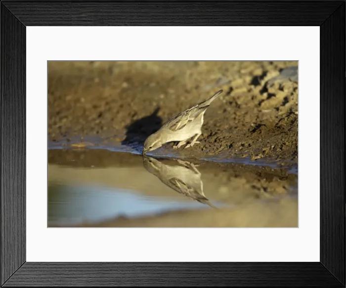 Framed Print : House Sparrow - female drinking at puddle, Alentejo region, Portugal Framed Print : House Sparrow - female drinking at puddle, Alentejo region, Portugal
