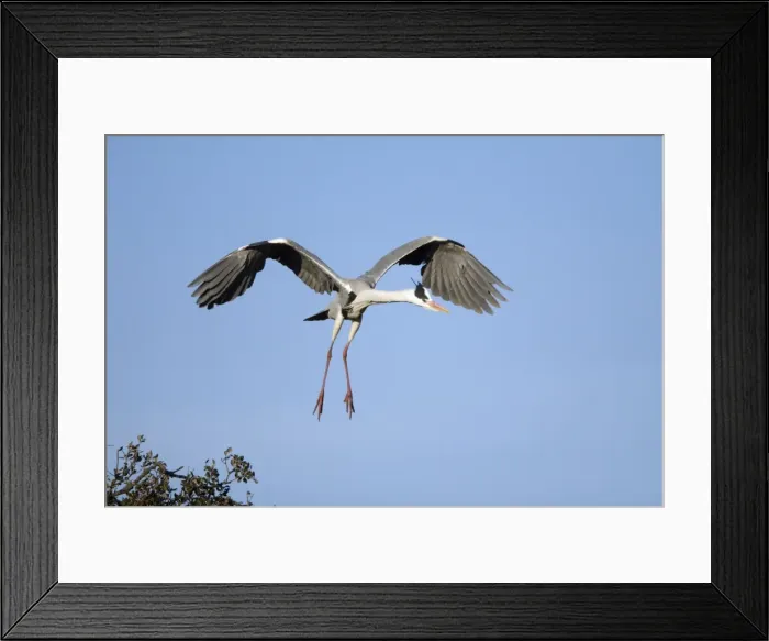 Framed Print : Grey Heron - in flight, about to land at nest, Alentejo region, Portugal Framed Print : Grey Heron - in flight, about to land at nest, Alentejo region, Portugal