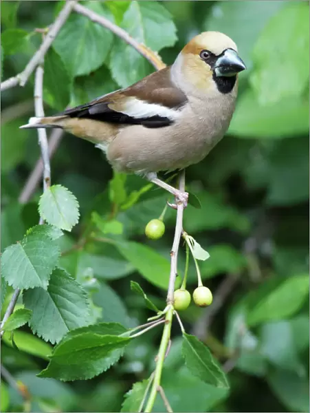 Hawfinch - perched in cherry tree, Lower Saxony, Germany