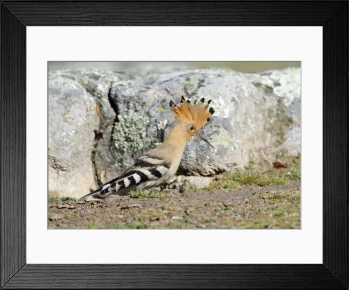 Framed Print : Hoopoe - with crest raised, searching for food, Alentejo region, Portugal Framed Print : Hoopoe - with crest raised, searching for food, Alentejo region, Portugal
