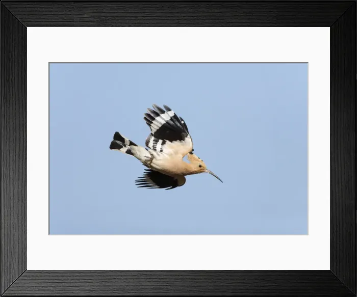 Framed Print : Hoopoe - in flight, Alentejo region, Portugal Framed Print : Hoopoe - in flight, Alentejo region, Portugal