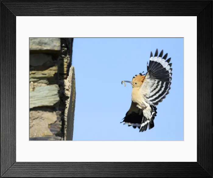 Framed Print : Hoopoe - in flight, returning to nest with food in beak, Alentejo region, Portugal Framed Print : Hoopoe - in flight, returning to nest with food in beak, Alentejo region, Portugal