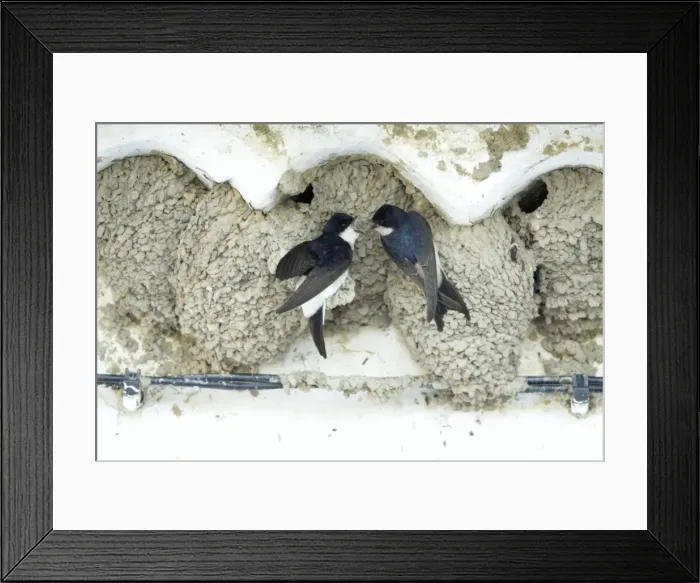 Framed Print : House Martins - pair at nest entrance courtship displaying, Alentejo region, Portugal Framed Print : House Martins - pair at nest entrance courtship displaying, Alentejo region, Portugal