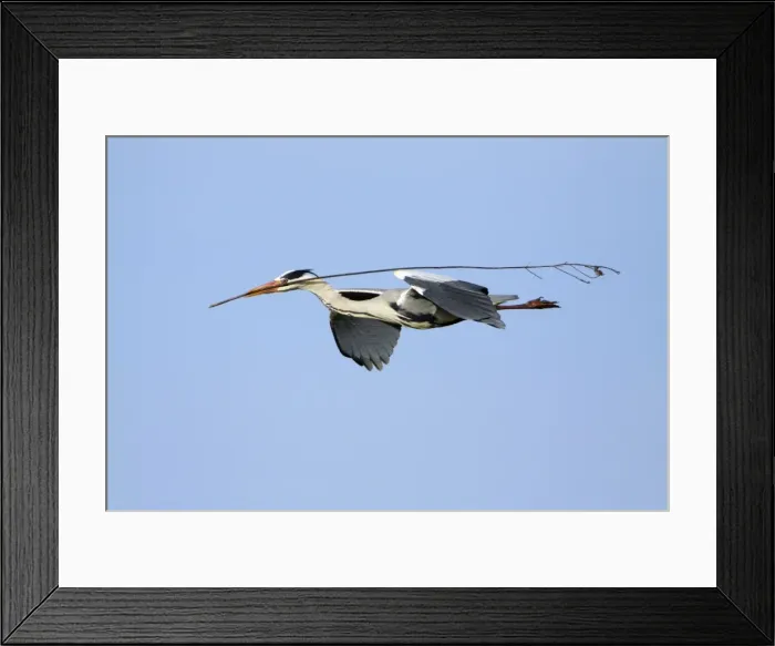 Framed Print : Grey Heron - in flight, about to land at nest with nest material, Alentejo region, Portugal Framed Print : Grey Heron - in flight, about to land at nest with nest material, Alentejo region, Portugal