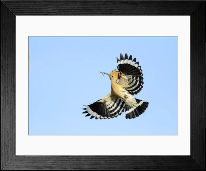 Framed Print : Hoopoe - in flight, returning to nest with food in beak, Alentejo region, Portugal Framed Print : Hoopoe - in flight, returning to nest with food in beak, Alentejo region, Portugal