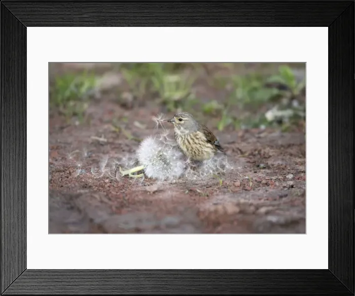Framed Print : Linnet - female feeding on Dandelion seeds, Lower Saxony, Germany Framed Print : Linnet - female feeding on Dandelion seeds, Lower Saxony, Germany