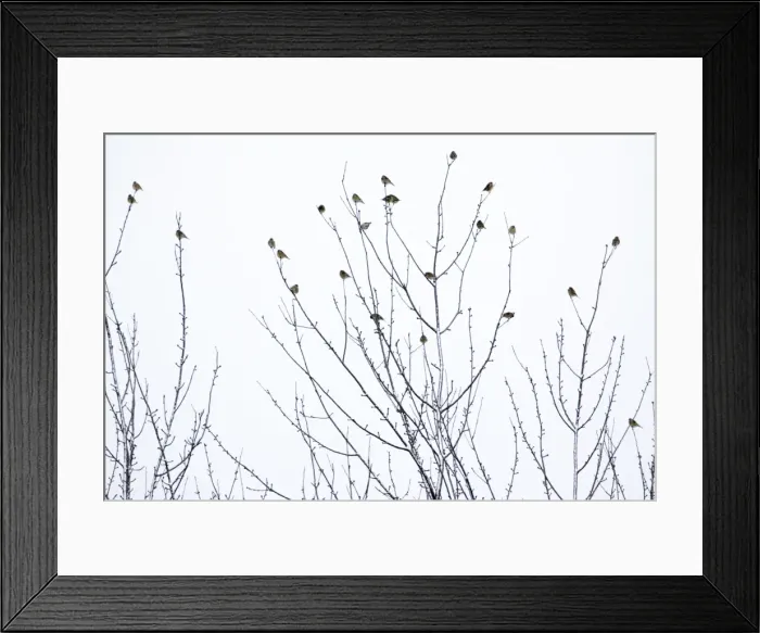 Framed Print : Linnet - flock perched on bare tree in winter, Lower Saxony, Germany Framed Print : Linnet - flock perched on bare tree in winter, Lower Saxony, Germany