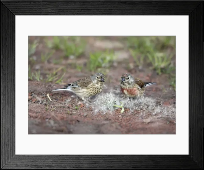 Framed Print : Linnet - pair feeding on Dandelion seeds, Lower Saxony, Germany Framed Print : Linnet - pair feeding on Dandelion seeds, Lower Saxony, Germany