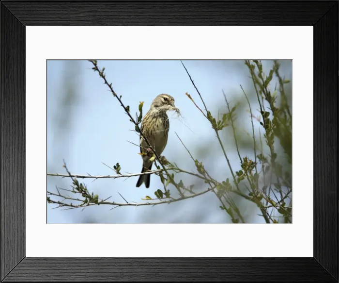 Framed Print : Linnet - female with nest material in beak, Lower Saxony, Germany Framed Print : Linnet - female with nest material in beak, Lower Saxony, Germany