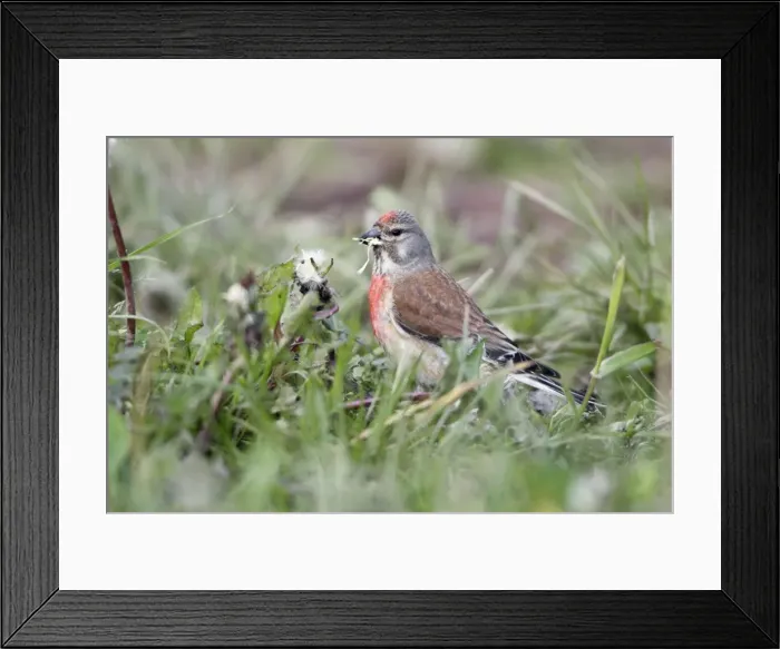 Framed Print : Linnet - male feeding on Dandelion seeds, Lower Saxony, Germany Framed Print : Linnet - male feeding on Dandelion seeds, Lower Saxony, Germany