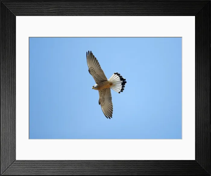 Framed Print : Lesser Kestrel - male in flight, Extremadura, Spain Framed Print : Lesser Kestrel - male in flight, Extremadura, Spain