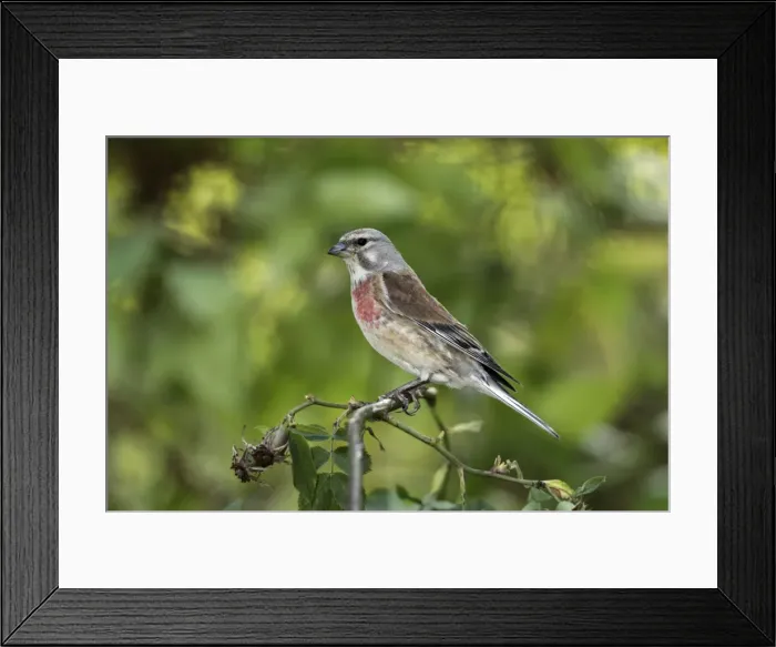 Framed Print : Linnet - male perched on briar, Lower Saxony, Germany Framed Print : Linnet - male perched on briar, Lower Saxony, Germany