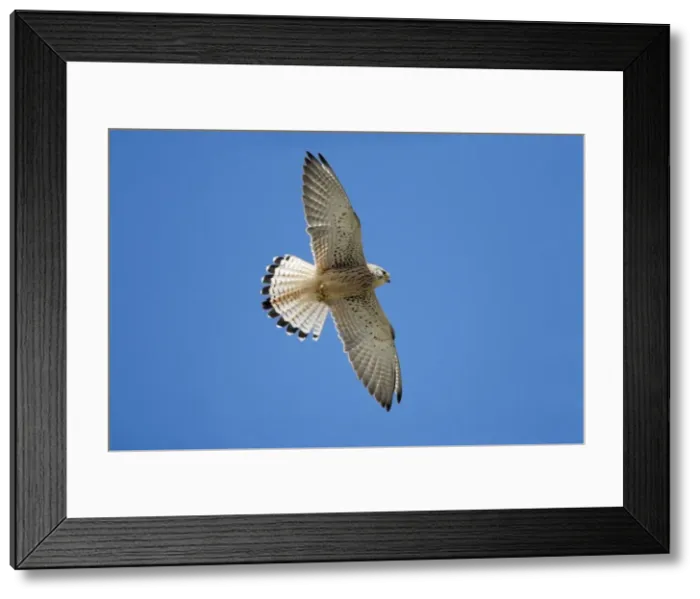 Framed Print : Lesser Kestrel - female in flight, Extremadura, Spain Framed Print : Lesser Kestrel - female in flight, Extremadura, Spain
