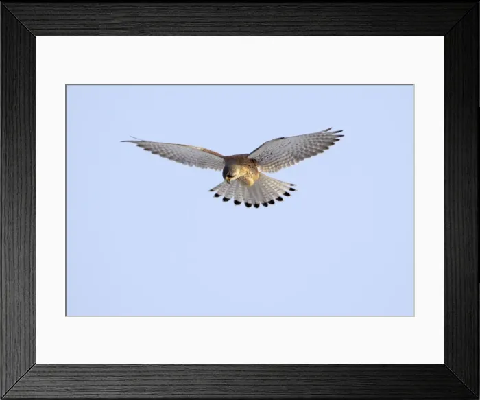 Framed Print : Kestrel - male in flight, hovering, Lower Saxony, Germany Framed Print : Kestrel - male in flight, hovering, Lower Saxony, Germany