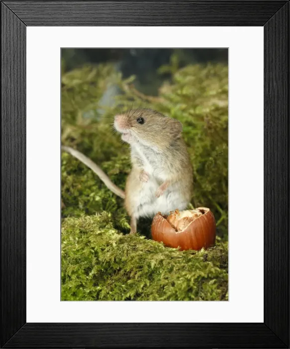 Framed Print : Harvest Mouse - feeding on hazel nut, Lower Saxony, Germany Framed Print : Harvest Mouse - feeding on hazel nut, Lower Saxony, Germany