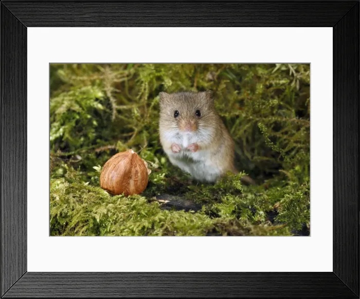Framed Print : Harvest Mouse - alert, beside hazel nut, Lower Saxony, Germany Framed Print : Harvest Mouse - alert, beside hazel nut, Lower Saxony, Germany
