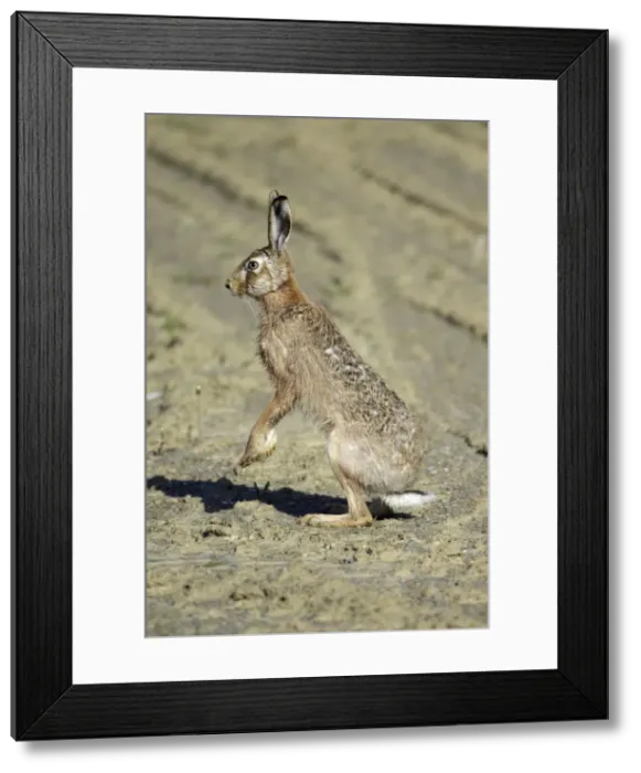 Framed Print : European Brown Hare - standing on back legs, on alert, Lower Saxony, Germany Framed Print : European Brown Hare - standing on back legs, on alert, Lower Saxony, Germany