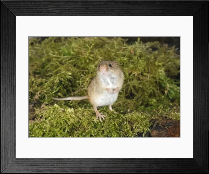 Framed Print : Harvest Mouse - standing on back legs, alert, Lower Saxony. Germany Framed Print : Harvest Mouse - standing on back legs, alert, Lower Saxony. Germany