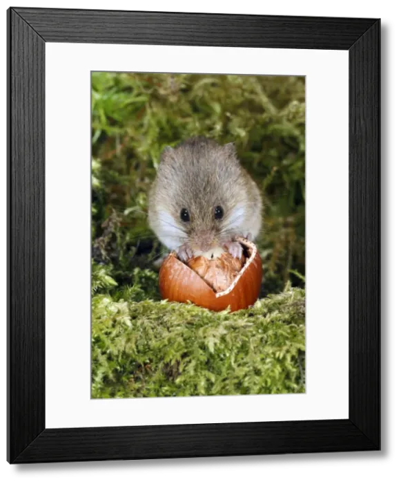 Framed Print : Harvest Mouse - feeding on hazel nut, Lower Saxony, Germany