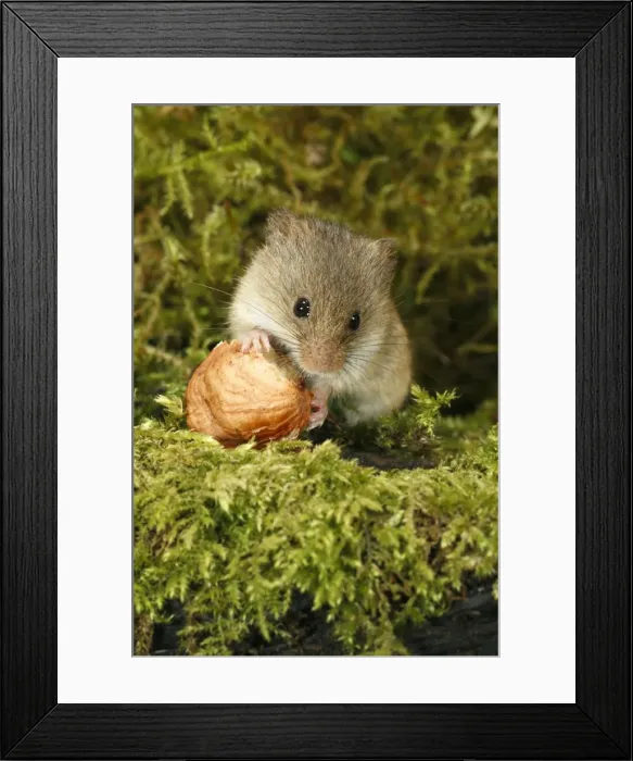 Framed Print : Harvest Mouse - feeding on hazel nut, Lower Saxony, Germany Framed Print : Harvest Mouse - feeding on hazel nut, Lower Saxony, Germany