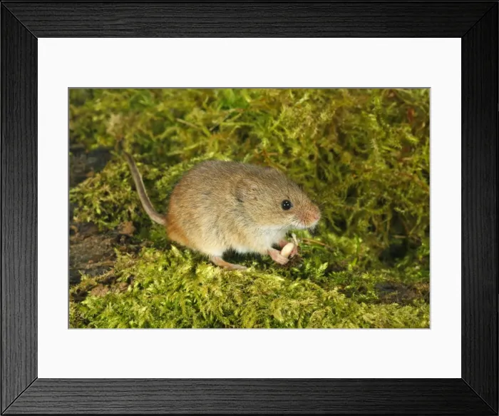 Framed Print : Harvest Mouse - feeding on seed, Lower Saxony, Germany Framed Print : Harvest Mouse - feeding on seed, Lower Saxony, Germany