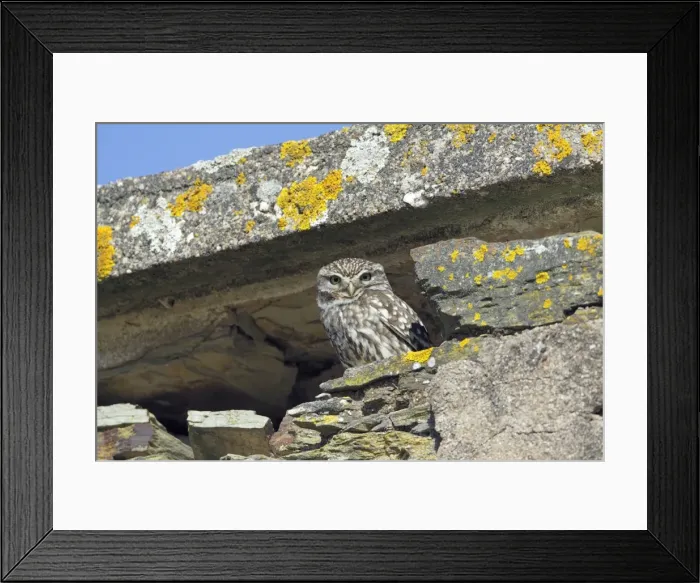 Framed Print : Little Owl - in derelict farm building, Alentejo region, Portugal Framed Print : Little Owl - in derelict farm building, Alentejo region, Portugal