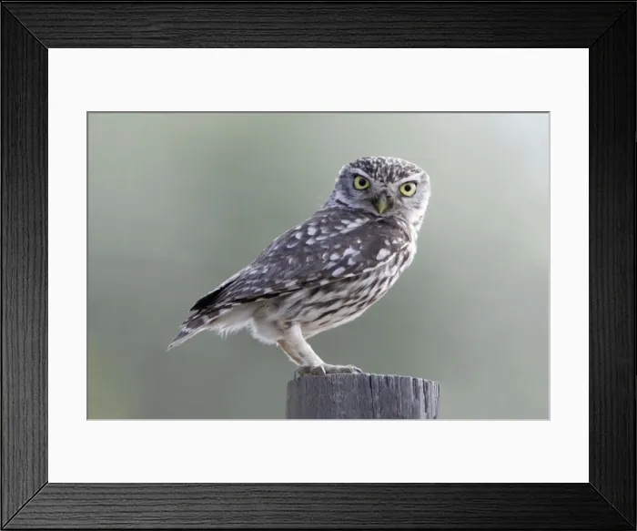 Framed Print : Little Owl - perched on post, Alentejo region, Portugal Framed Print : Little Owl - perched on post, Alentejo region, Portugal