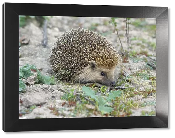 European Hedgehog - pale morph, in olive grove, Alentejo region, Portugal