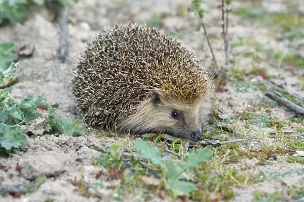 European Hedgehog - pale morph, in olive grove, Alentejo region, Portugal