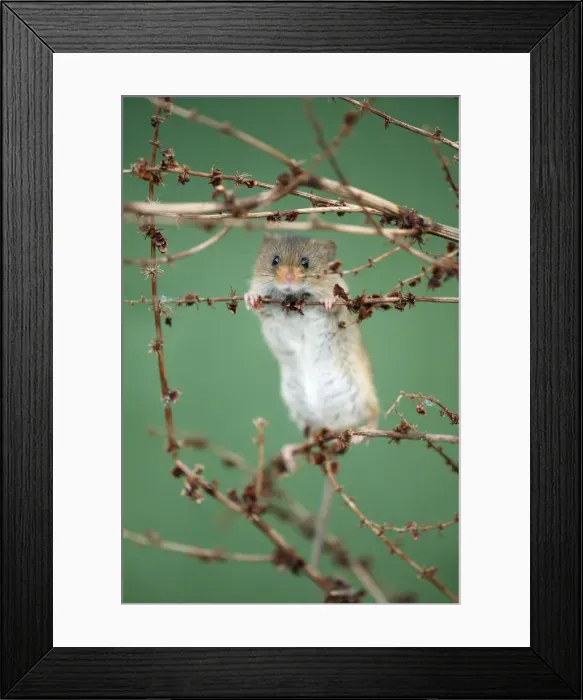 Framed Print : Harvest Mouse - climbing between stalks of Dock plant, Lower Saxony, Germany Framed Print : Harvest Mouse - climbing between stalks of Dock plant, Lower Saxony, Germany
