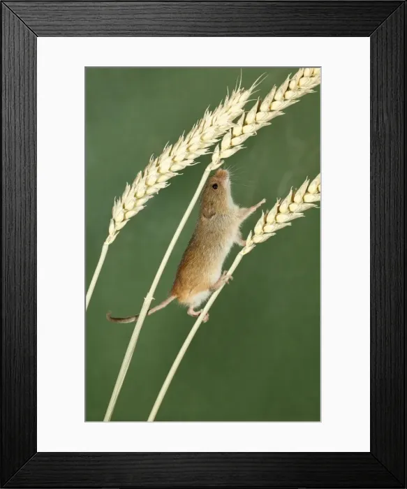 Framed Print : Harvest Mouse - climbing between wheat stalks using prehensile tail to balance, Lower Saxony, Germany Framed Print : Harvest Mouse - climbing between wheat stalks using prehensile tail to balance, Lower Saxony, Germany