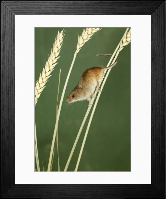 Framed Print : Harvest Mouse - climbing using prehensile tail, between wheat stalks, Lower Saxony, Germany Framed Print : Harvest Mouse - climbing using prehensile tail, between wheat stalks, Lower Saxony, Germany