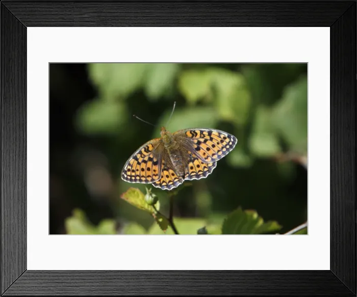 Framed Print : Niobe Fritillary - butterfly resting in the sun, Island of Texel, Holland Framed Print : Niobe Fritillary - butterfly resting in the sun, Island of Texel, Holland