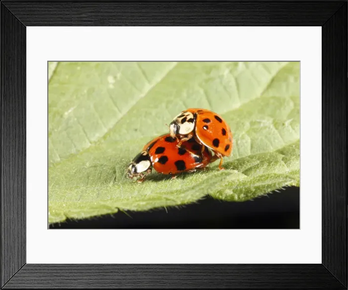 Framed Print : Harlequin Ladybirds - pair mating on leaf, Lower Saxony, Germany Framed Print : Harlequin Ladybirds - pair mating on leaf, Lower Saxony, Germany
