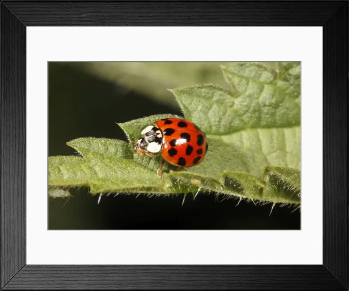 Framed Print : Harlequin Ladybird - on nettle leaf, Lower Saxony, Germany Framed Print : Harlequin Ladybird - on nettle leaf, Lower Saxony, Germany