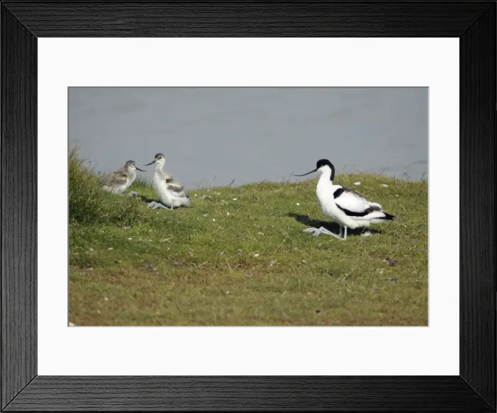 Framed Print : Avocet - parent bird and 2 chicks resting, Island of Texel, Holland Framed Print : Avocet - parent bird and 2 chicks resting, Island of Texel, Holland