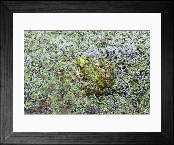 Framed Print : Iberian Marsh Frog - amongst pond weed, Alentejo region, Portugal Framed Print : Iberian Marsh Frog - amongst pond weed, Alentejo region, Portugal