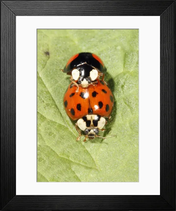 Framed Print : Harlequin Ladybirds - pair mating on leaf, Lower Saxony, Germany Framed Print : Harlequin Ladybirds - pair mating on leaf, Lower Saxony, Germany