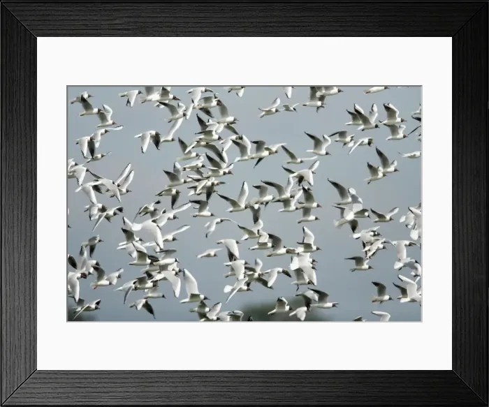 Framed Print : Black- headed Gulls - flock flying over nesting colony, Island of Texel, Holland Framed Print : Black- headed Gulls - flock flying over nesting colony, Island of Texel, Holland